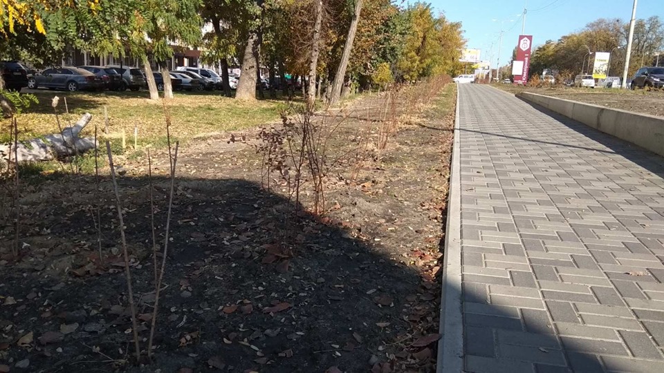 висаджування дерев