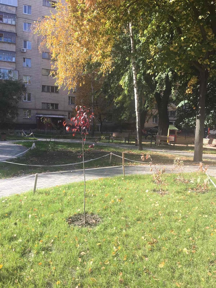 висадження дерев