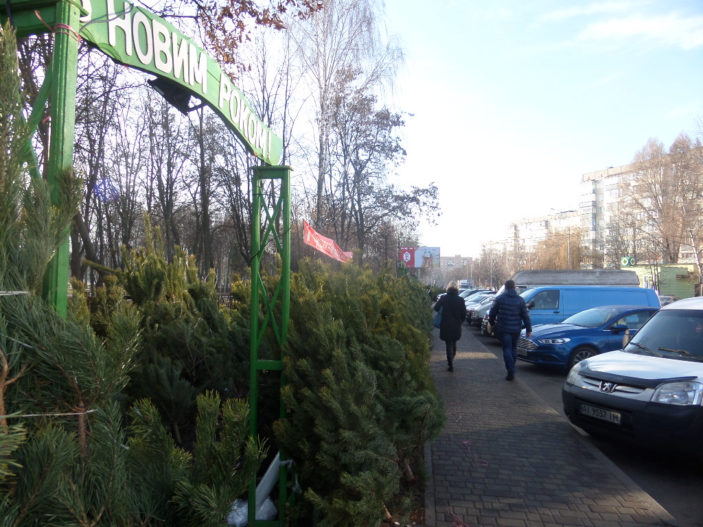 новорічні дерева