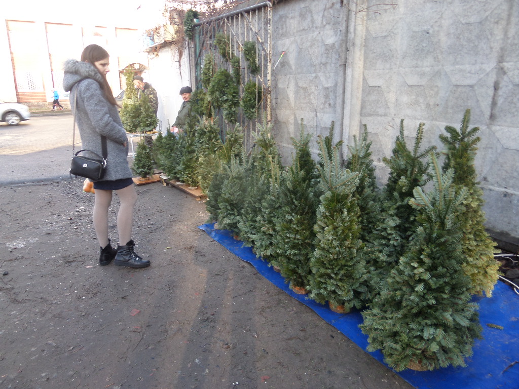 новорічні дерева