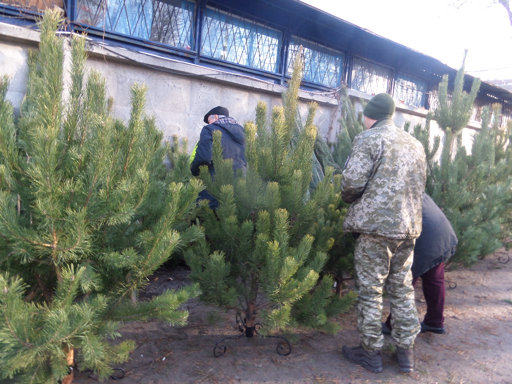 новорічні дерева
