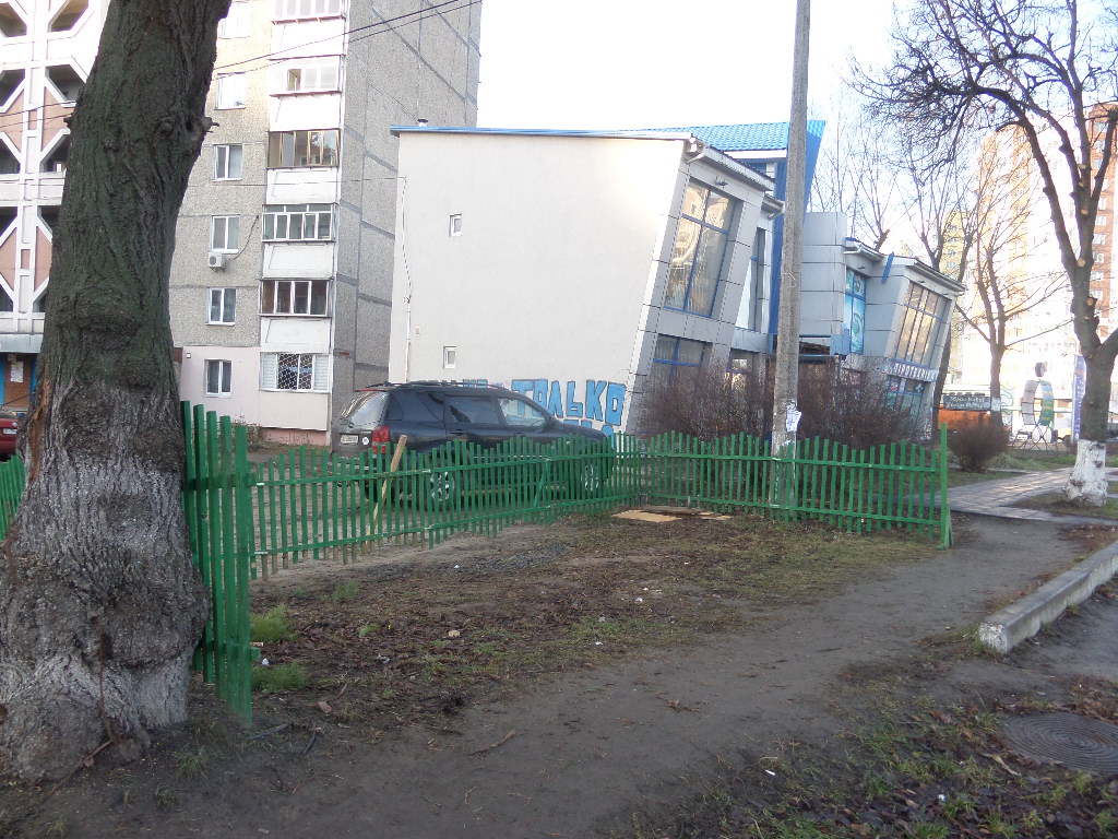 новорічні дерева