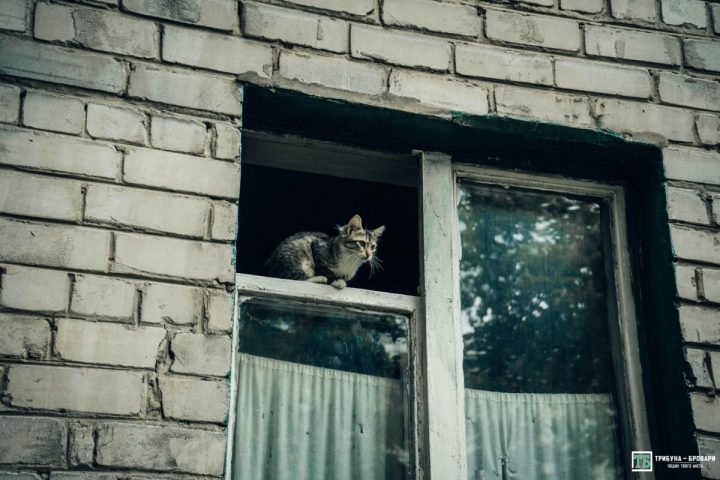 кіт вікно