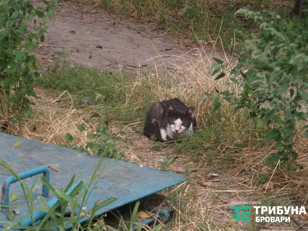безпритульні тварини