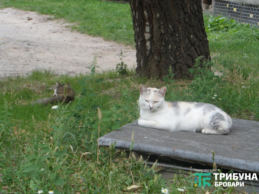 безпритульні тварини